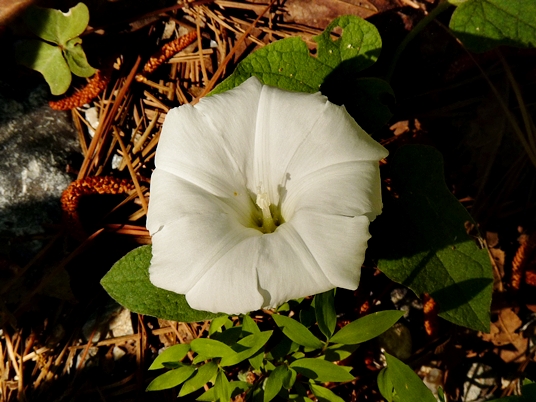 {Calystegia catesbeiana}